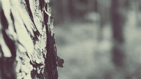 Wallpaper Sunlight Trees Monochrome Depth Of Field Nature