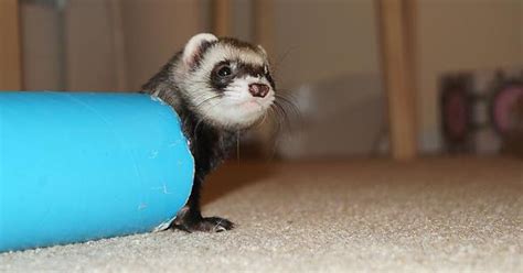 Imgurians And Imguraritas Let Me Introduce You Ridiculously Photogenic Ferret Imgur