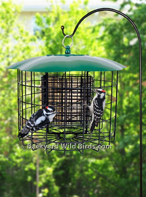 Squirrel Proof Suet Duo Bird Feeder