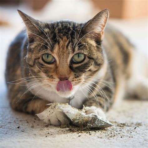 how long does it take for catnip to kick in