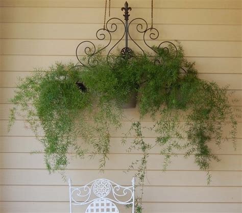 Best Hanging Ferns | Ferns for Hanging Basket | Balcony Garden Web