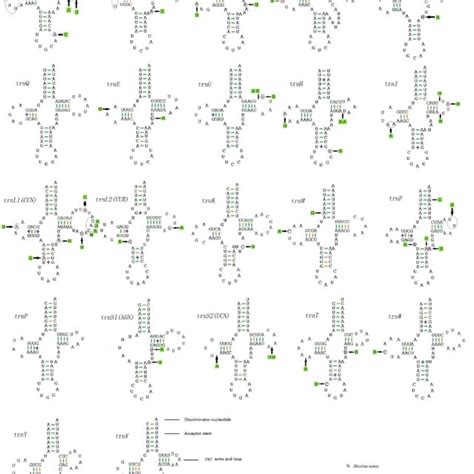 Predicted Secondary Cloverleaf Structure For The Trnas Of Hestina