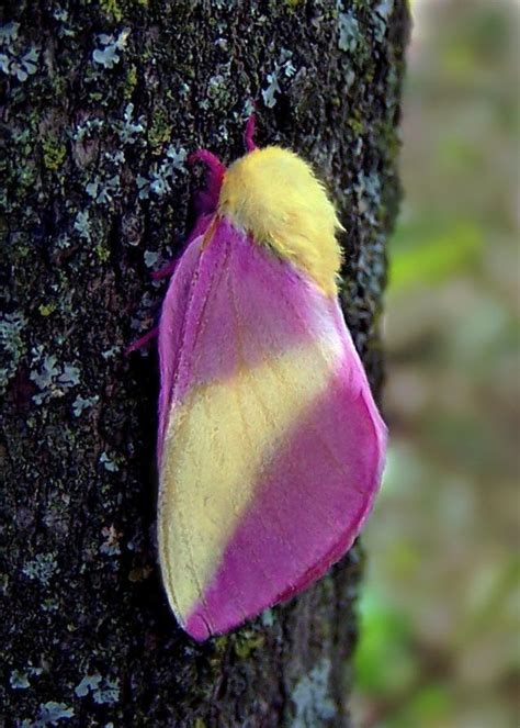 Saturniidae Dryocampa Rubicunda Female Rosy Maple Moth Rosy Maple