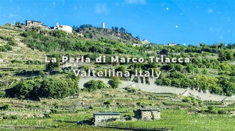 La Perla Marco Triacca Efficiency Innovation And Legacy In Wine