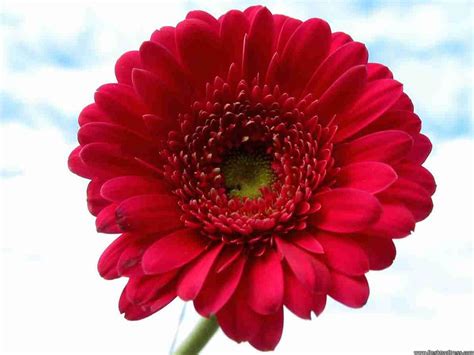 Red gerbera flower wallpaper | 1600x1200 | #31590