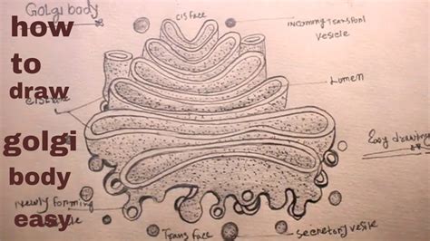 Diagram And Function Of Golgi Apparatus Golgi Apparatus Stru