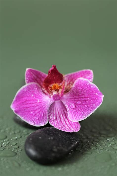 Spa Stones And Orchid Flower Zen Stones Massage Stone Stones And Pink Orchid Flower In Water