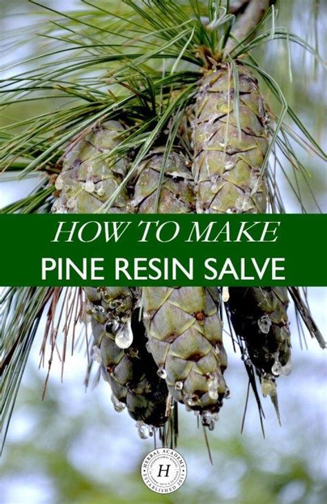 How To Make Pine Resin Salve Herbalism Herbal Healing Herbal Salves