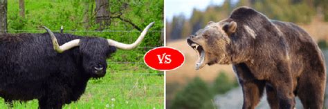 Bear vs Bull fight comparison- who will win?