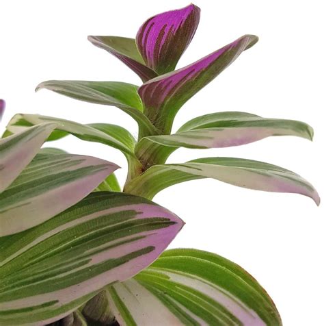 Tradescantia Fluminensis Tricolor Nanouk Dreimasterblume