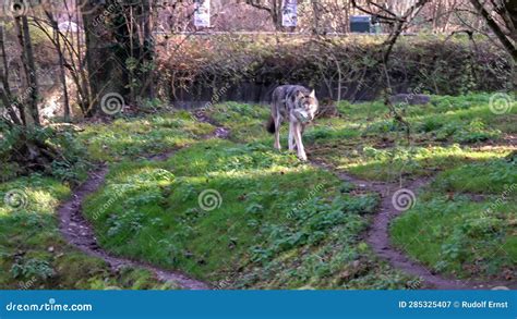 The Wolf Canis Lupus Also Known As The Grey Wolf Or Timber Wolf Stock