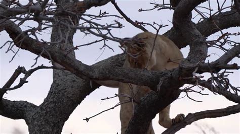 Can Lions Climb Trees Lion Cubs Playing Youtube