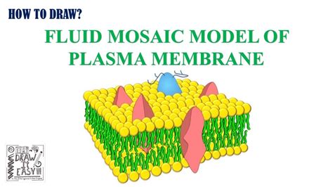 How To Draw Fluid Mosaic Model Of Plasma Membrane 3d Simplified Steps Biology Diagrams