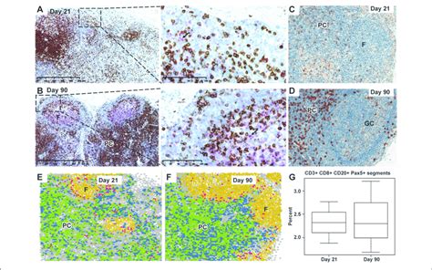 Depletion And Repletion Of Cd27 Cells And Cd3 Cd8 T Cells And