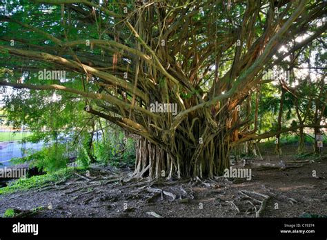 Banyan Tree Ficus Near Rainbow Falls Hilo Big Island Hawaii