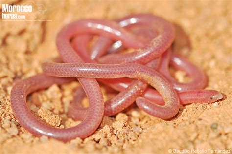 Gambia Blind Snake Snakes Of Niger INaturalist