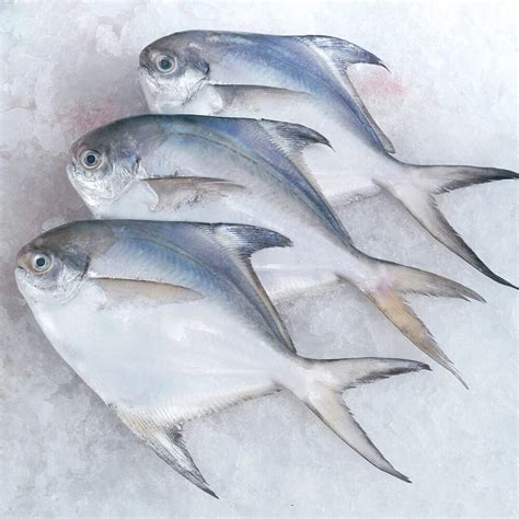 Silver Pomfret (पापलेट) - Bombay Fresh Fish