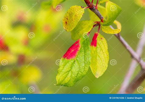 Manchas Rojas En Las Hojas Verdes De La Planta Foto De Archivo