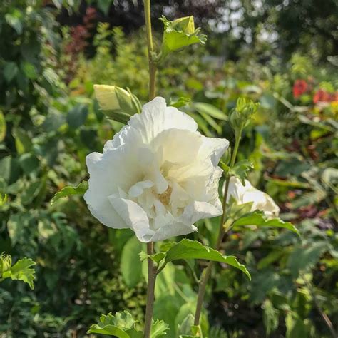 Hibiskus White Chiffon Syn Garteneibisch Hibiscus Syriacus