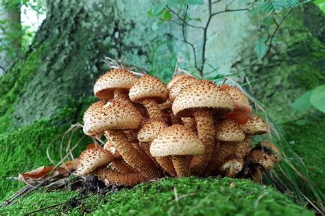 Mushrooms Toadstools Moss Free Photo On Pixabay Pixabay