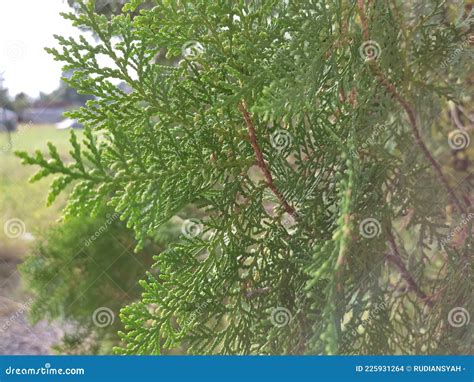 Thuja Occidentalis Also Known As Northern White Cedar Eastern White