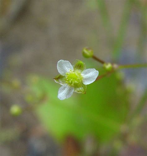 Alisma subcordatum (southern water-plantain): Go Botany