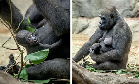 Franklin Park Zoo Wants You to Name Its New Baby Gorilla