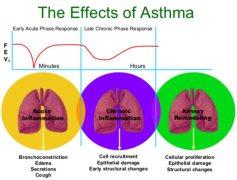 Patho Exam 2 Lec3 Pulmonary Disorders Obstructive And Restrictive