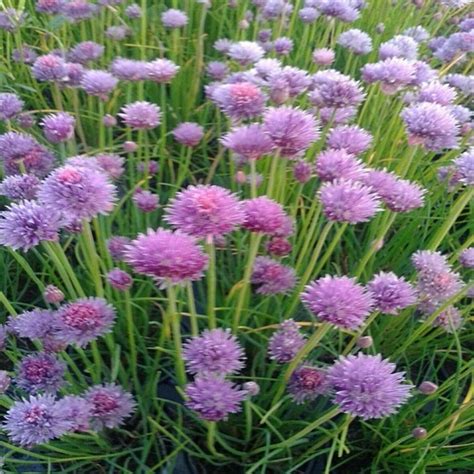 Herbs Chives Plug Plants Chives Fuchsia Plug Plants Hanging