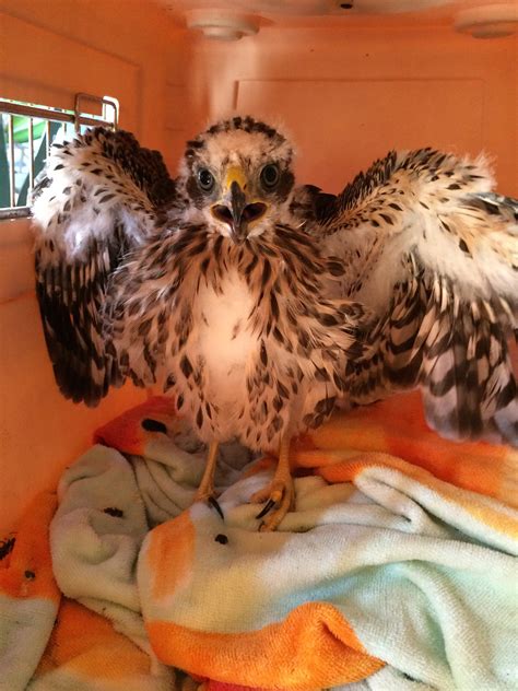 baby hawk | Topanga Animal Rescue.org