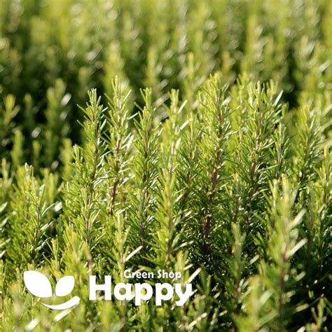 Buy Herb - Rosemary Rosmarinus Officinalis 50 Selected Seeds Evergreen Online