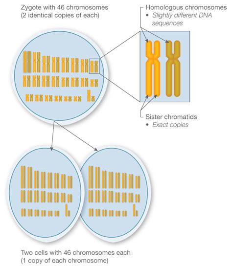 46 Chromosomes Human Genome Clearance Online Gbu Taganskij Ru