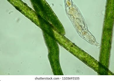 Water Microorganism Under Microscope Stock Photo 1103693105 | Shutterstock