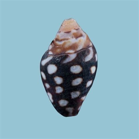 The ultimate seashell identification guide – Artofit