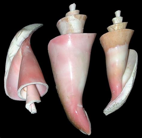 Cut Conch Shell Center