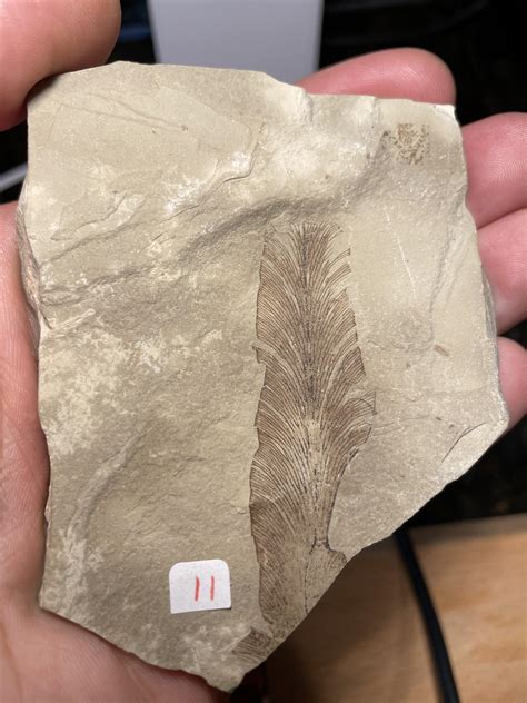 Is This A Feather Fossil Curious What You Think Was Sold As A Leaf Fossils