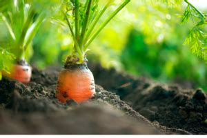 Como Plantar Cenoura Guia Completo Passo A Passo