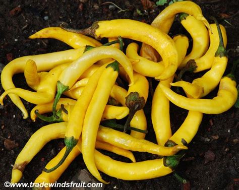 Golden Cayenne Pepper Seeds Stuffed Peppers Cayenne Peppers