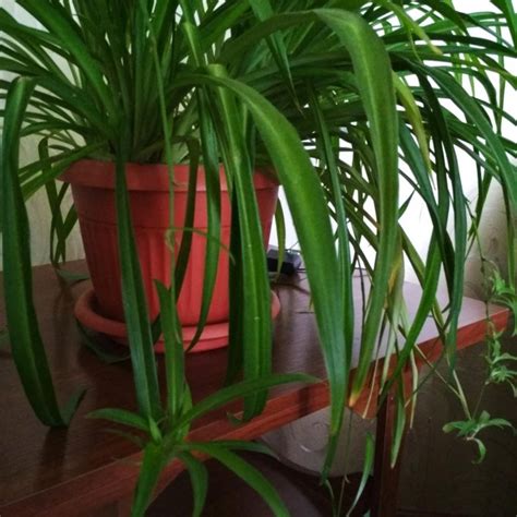 Хлорофитум красивый – купить в Волгодонске, цена 450 руб., продано 6 ...