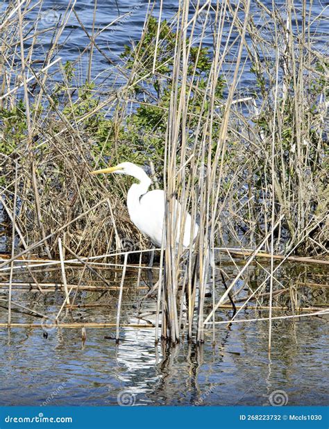 Great Egret in Marsh Land stock photo. Image of texas - 268223732