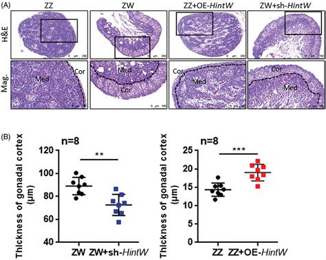 Hintw Regulated The Development Of Gonads Cortex And Medulla 18 5d