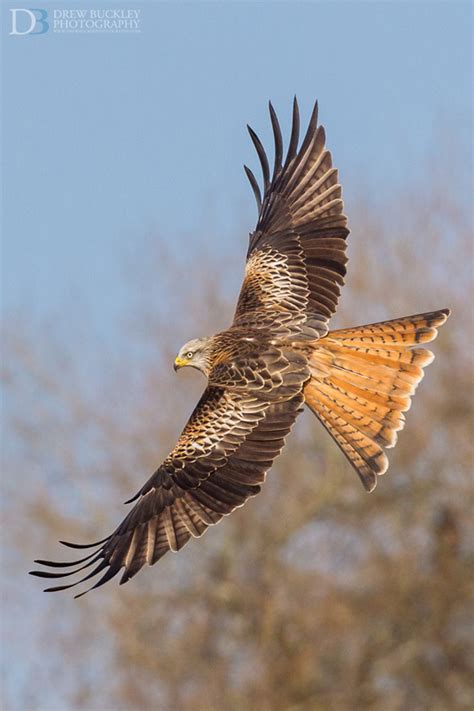 Acrobatic Red Kite Photography in Wales