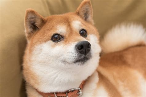 Should You Buy Shiba Inu While It S Less Than A Penny The Motley Fool