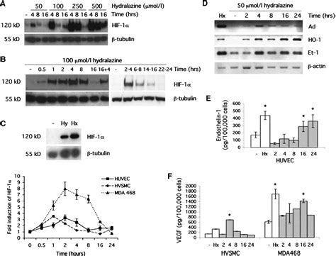 Novel Mechanism Of Action For Hydralazine Circulation Research