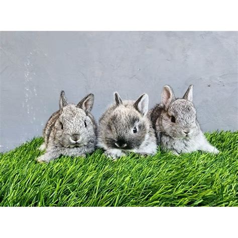 Jual kelinci Netherland Dwarf (ND) | Shopee Indonesia