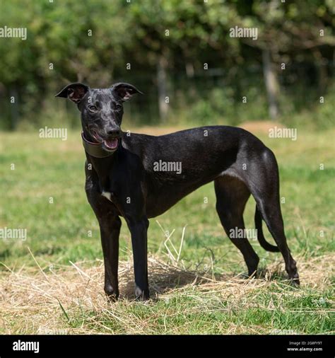 Whippet Hi Res Stock Photography And Images Alamy