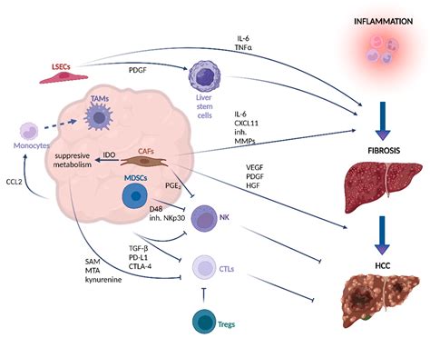 Ijms Free Full Text Tumor Microenvironment Of Hepatocellular Carcinoma Challenges And