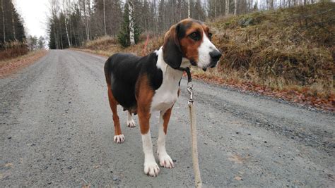 Finnischer Laufhund Charakter Haltung Pflege