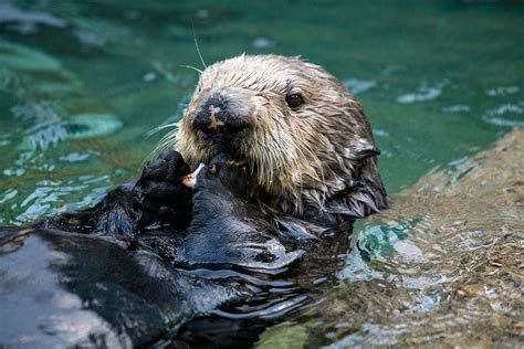 Celebrating Sea Otters - Point Defiance Zoo & Aquarium