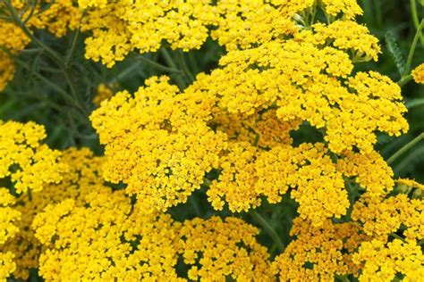 25 Yellow Perennial Flowers For A Vibrant Garden